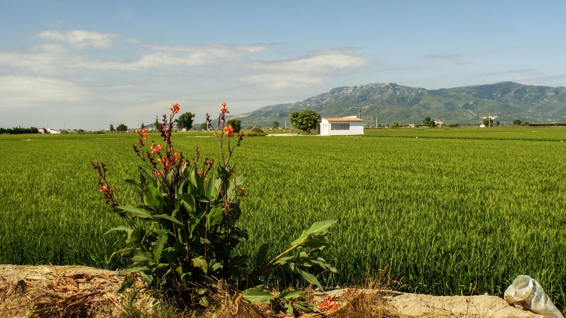 ¿Bomba, marisma o carnaroli? La guía definitiva de Lo Nostre Arròs para no fallar en tu paella o arroz meloso