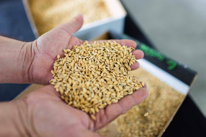 Visita Guiada al molino